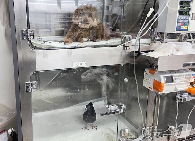 시민의 구조로 입원 치료를 받은 비둘기는 건강을 회복해 방사를 앞두고 있다. ⓒ 뉴스1 한송아 기자