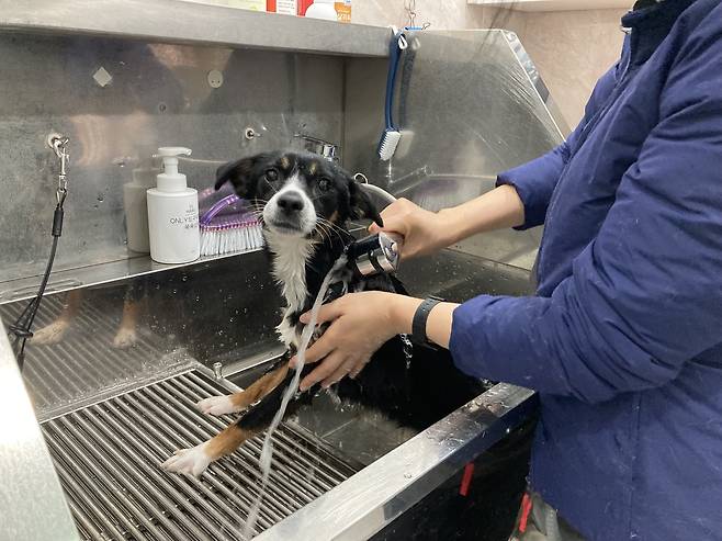 서울시립동물복지지원센터 마포센터에서 유기견 코튼이가 자원봉사자의 도움으로 목욕을 하고 있다. 손인규 기자