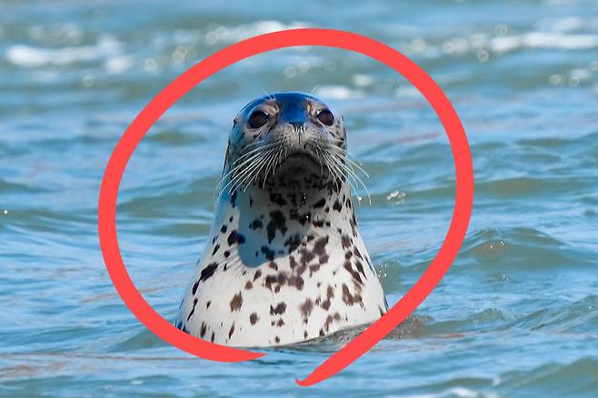 우리나라 서해에서 발견된 점박이물범.[인천녹색연합 보고서 갈무리]