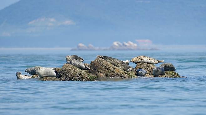 우리나라 서해에서 발견된 점박이물범.[인천녹색연합 보고서 갈무리]