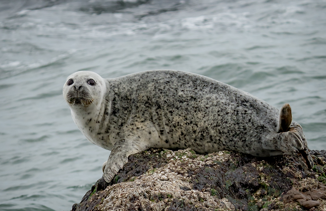 우리나라 서해에서 발견된 점박이물범.[인천녹색연합 보고서 갈무리]