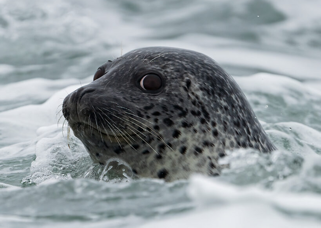 우리나라 서해에서 발견된 점박이물범.[인천녹색연합 보고서 갈무리]