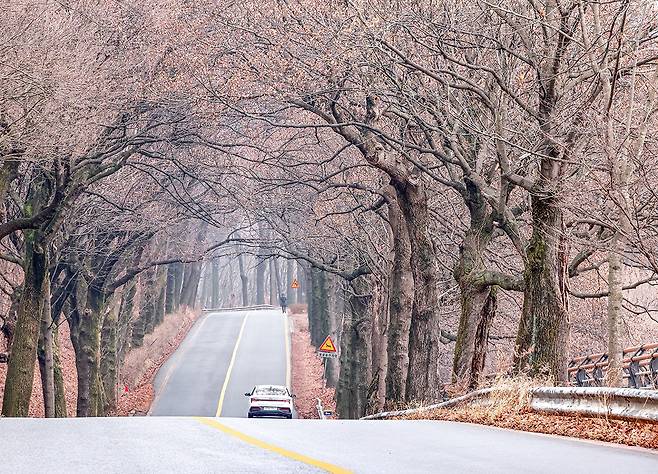 청남대 입구 백합나무 가로수 길[사진/정동헌 기자]