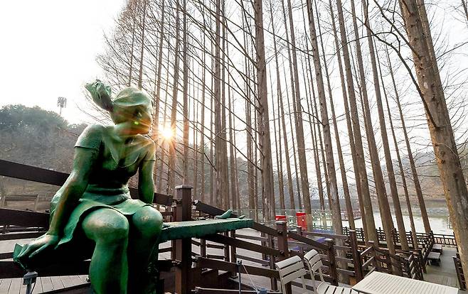 메타세쿼이아 숲[사진/정동헌 기자]