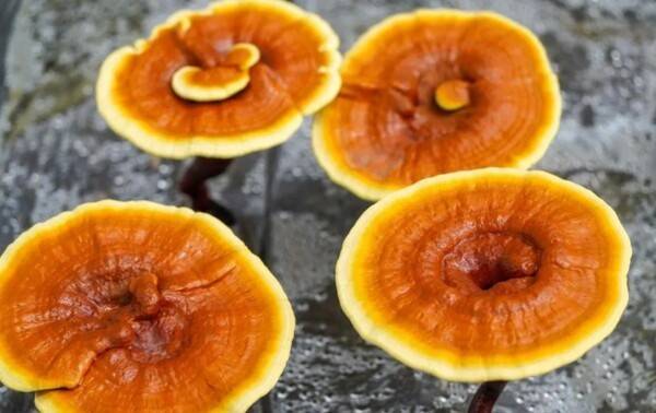 영지버섯은 아시아에서 수천 년 동안 약용으로 사용돼 왔다. [출처=게티이미지]