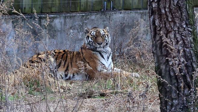 지난 4일 부산 부산진구 삼정더파크 내 시베리아 호랑이가 우리 안에 앉아 바깥쪽 사람들을 주시하고 있다. 송봉근 객원기자