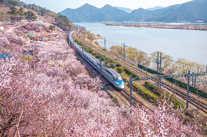 양산 원동 매화마을. 경남도청 제공