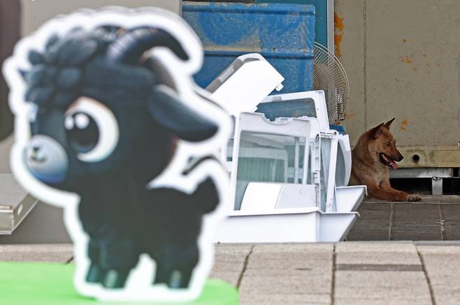 2024년 8월7일 경기 성남시 모란시장 보신탕거리에 새로 설치된 ‘모란 흑염소 특화거리’ 입간판 뒤로 개가 눈에 띄고 있다. 뉴시스