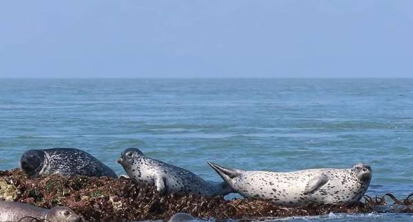 백령도 인근 갯바위에서 쉬고 있는 점박이물범 [사진=인천녹색연합]
