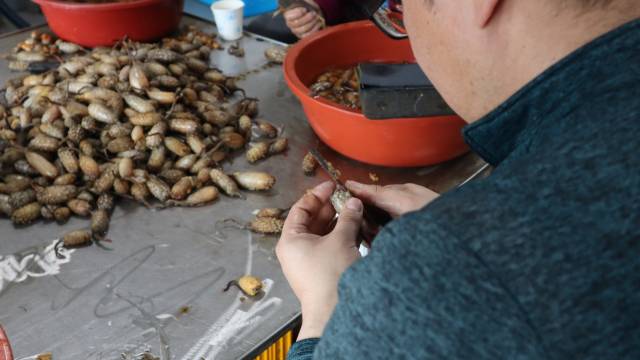 경남 창원시 마산합포구 진동면 고현마을 미더덕 판매장에서 한 상인이 생물 미더덕을 손질하고 있다. 최환석 기자