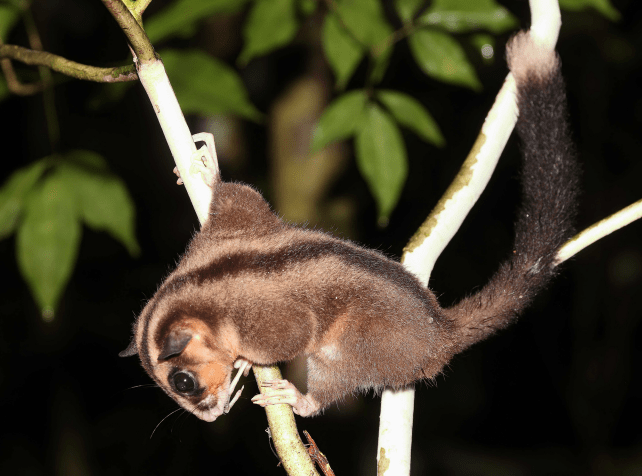 암컷 피그미 긴손가락 주머니쥐 (사진 Carlos Bocos/Flannery et al.)