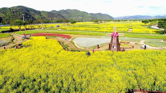 경남 창녕 유채단지 / 사진 = 창녕군