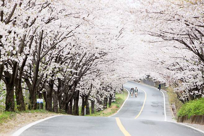 경남 하동 십리벚꽃길 / 사진 = 한국관광공사
