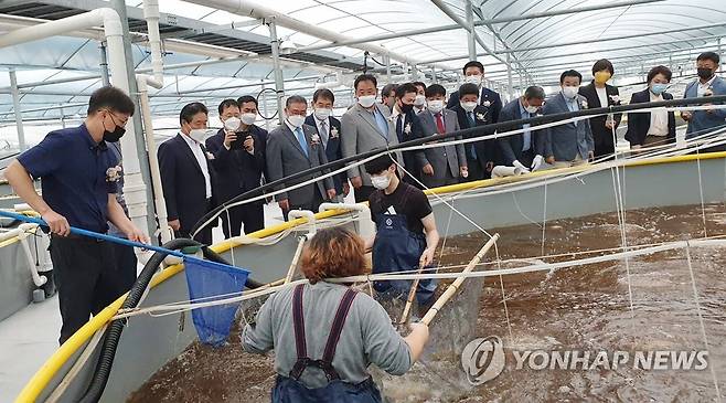 당진온배수양식장 준공 (당진=연합뉴스) 24일 충남 당진시 석문면 교로리 한국동서발전 당진발전본부에서 열린 당진온배수양식장 준공식에서 양식장 운영업체인 당진파머스 직원들이 뜰채로 양식한 흰다리새우를 건져 올리고 있다. 2021.5.24 [충남도 제공. 재판매 및 DB 금지] sw21@yna.co.kr