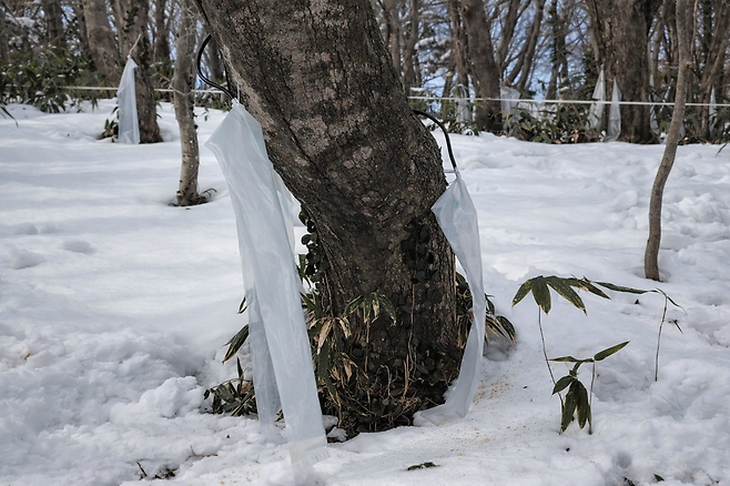 9일 울릉도 한 야산의 고로쇠 수액 채취 현장. 나무에 호스를 꽂아 두었지만, 수액이 전혀 나오지 않아 채취 비닐이 텅 비어 있다. /황진영 기자