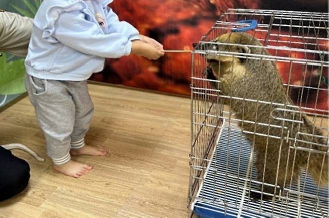 야생생물법에 따라 어린이집으로 야생동물을 이동해 전시하는 것은 금지행위지만 불법 이동전시를 하는 업체가 성행하고 있다(어웨어 제공). ⓒ 뉴스1