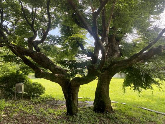 강원도 원주시 부론면 단강리에는 단정(端亭)이 있다. 단종이 유배길에 현재는 폐교된 단강초등학교 내 느티나무에서 더위를 피했는데, 후에 정자를 지으면서 단정이라고 이름을 붙였다고 한다. 단강리의 '끝정자 마을'은 이 단정에서 유래한다. 단강리는 마을 앞 강이 비가 오면 물이 붉게 변한다 하여 붙은 단강(丹江)에서 따온 이름이다. 김홍준 기자