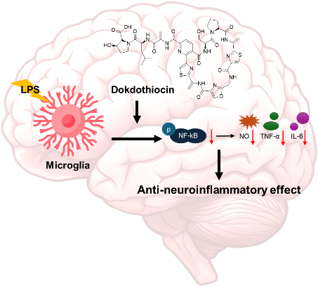 독도 방선균 배양추출물로부터 신경염증 억제능을 지닌 독도티오신(dokdothiocin) 발굴.[한국생명공학연구원 제공]