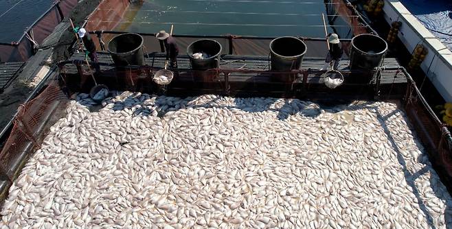 경남 남해군 미조면 미조로 해상 가두리 양식장에서 어민이 적조로 집단 폐사한 참돔을 수거하고 있다.[연합]