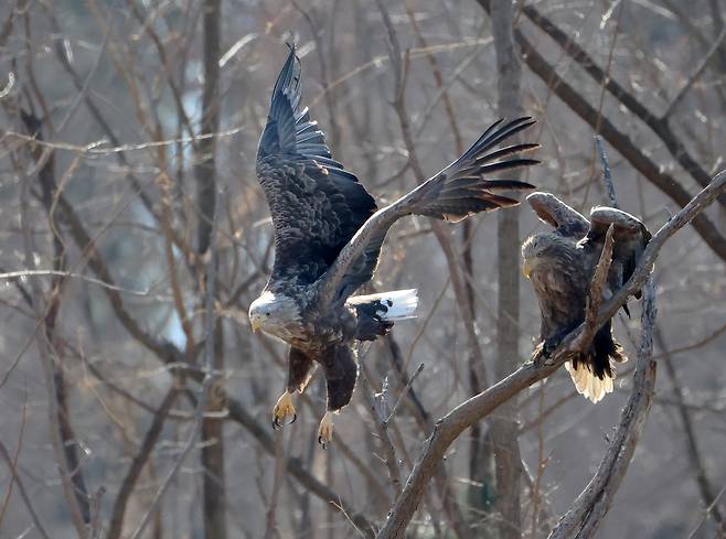 사냥 나서는 흰꼬리수리 [촬영 유형재]