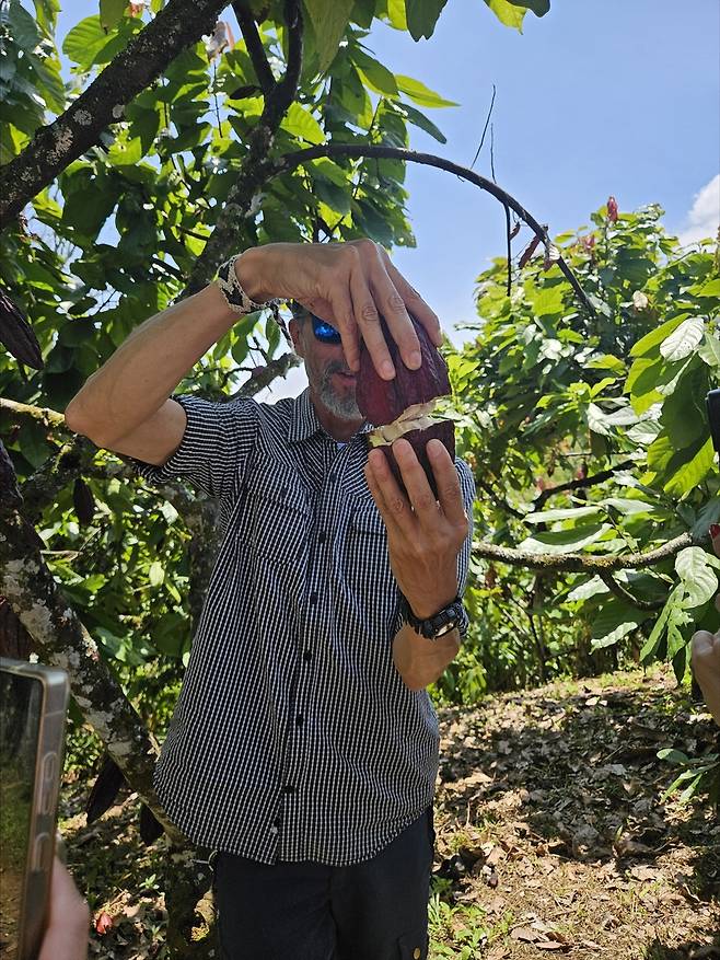 카카오 열매 [촬영 신선미]
