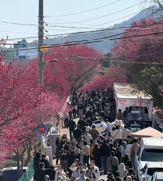 지난 7일 순천시 매곡동에서 열린 '제8회 매곡동 탐매축제'에 많은 인파가 몰렸다. 순천시 제공