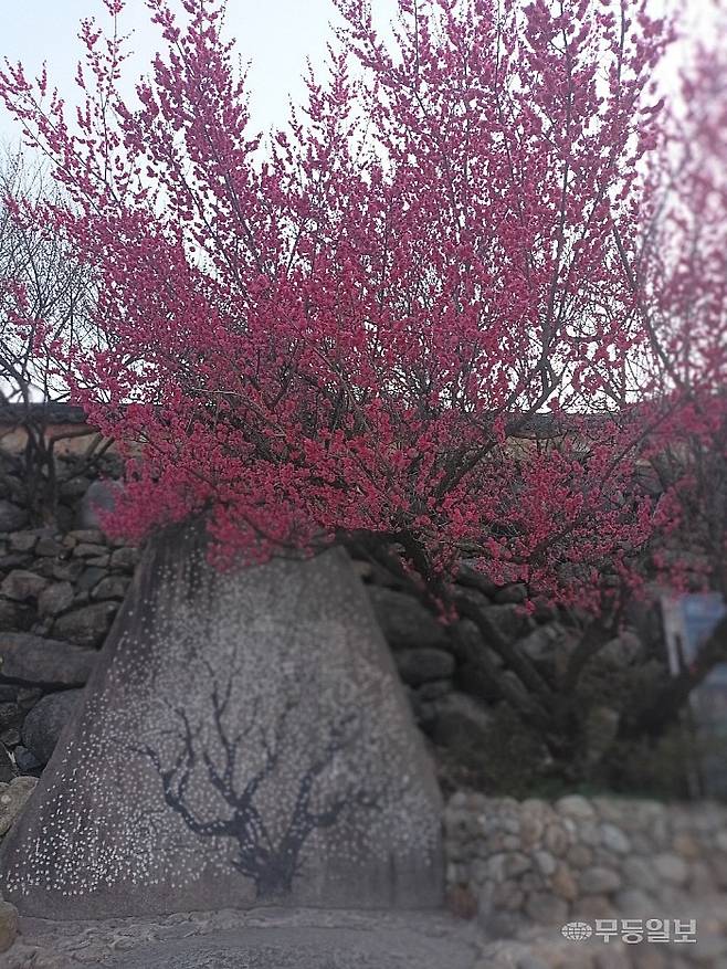 청매실농원 포토 명소.<무등일보>