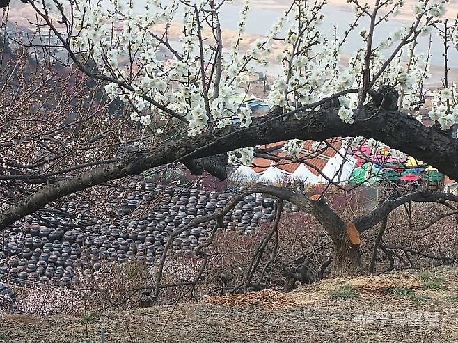 청매실농원 장독대 풍광. 무려 2천개에 달한다.<무등일보>