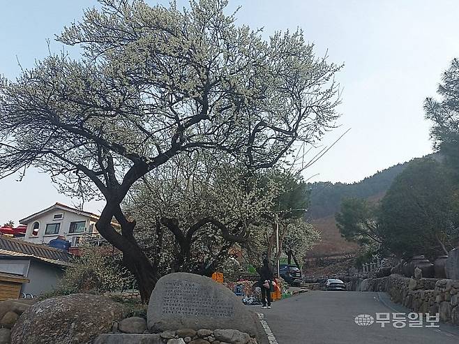 김오천 선생이 처음 심은 매화, 율산매. 지금은 보호수로 지정돼 있다.<무등일보>