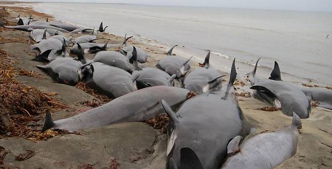 (사진 Charla Jean Basran, 2019)/뉴스펭귄