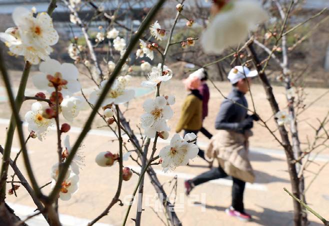 꽃샘추위가 찾아온 지난 8일 서울 성동구 하동매실거리에 매화가 활짝 피어 있다. (사진=방인권 기자)