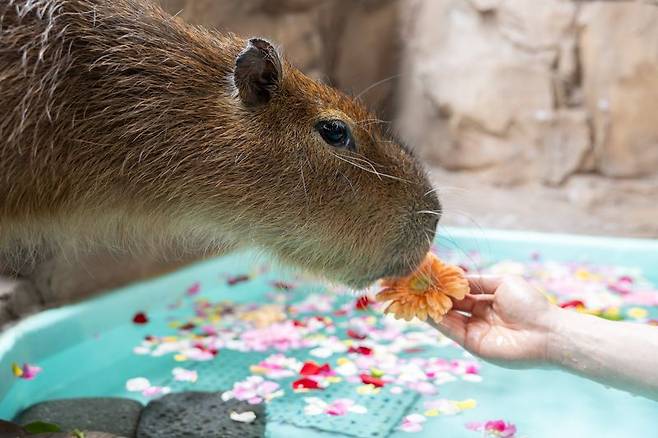 롯데월드 아쿠아리움 카피바라 전용 아로마 테라피 수조