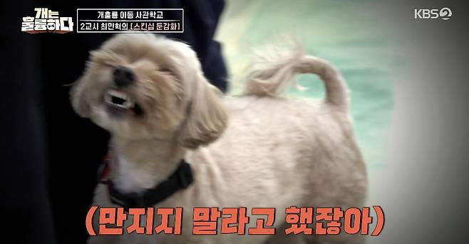 KBS 2TV ‘개는 훌륭하다’