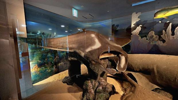 제주민속자연사박물관에 전시된 대왕쥐가오리 박제 표본. 채유민 씨 제공