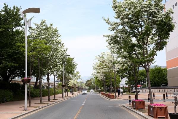 부산김해경전철 봉황역~국립김해박물관 가야의 거리 이팝나무 가로수. /김해시