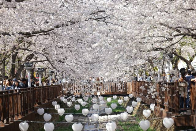 우리나라 최대 규모 벚꽃축제인 ’진해군항제‘가 오는 27일부터 내달 5일까지 10일간 경남 창원시 진해구 전 지역에서 열린다. 사진은 지난해 진해 여좌천 로망스다리에 벚꽃이 핀 모습. 창원시 제공