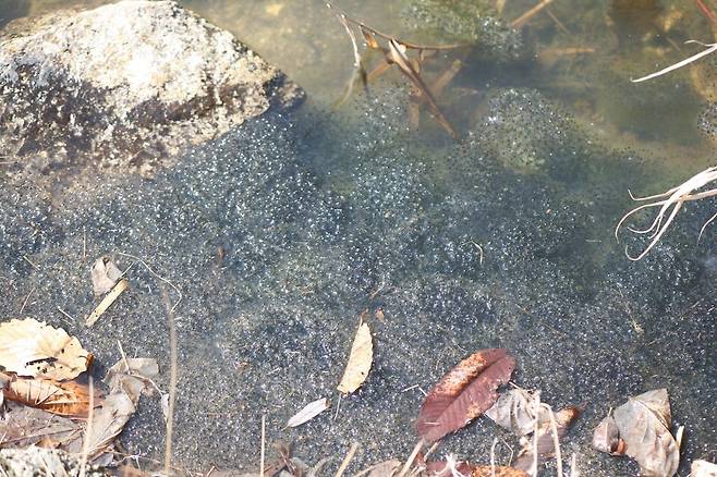 한국산개구리 알 덩어리. (사진 이강운 대기자)/뉴스펭귄