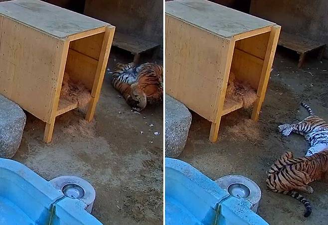 지난 18일 오후 4시15분께 서울대공원 맹수사 A동에서 시베리아호랑이 ‘미호’와 ‘금강’이 싸움을 벌이는 장면. 서울대공원/이영실 의원 제공