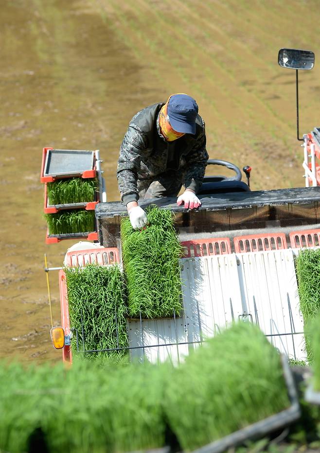 강원 화천지역의 한 고령 농업인 농지에서 모이앙 대행 작업이 진행되고 있다. 화천군 제공