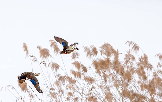 만석공원을 비행하는 흰뺨검둥오리 [사진/정동헌 기자]