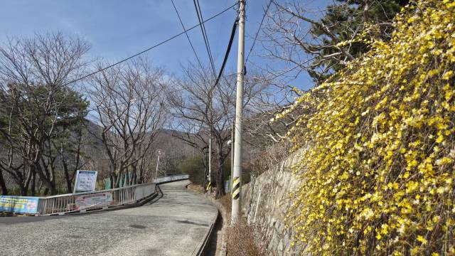 진달래로 유명한 천주산 아랫동네에 있는 소계체육공원길에 영춘화가 피어 있다.