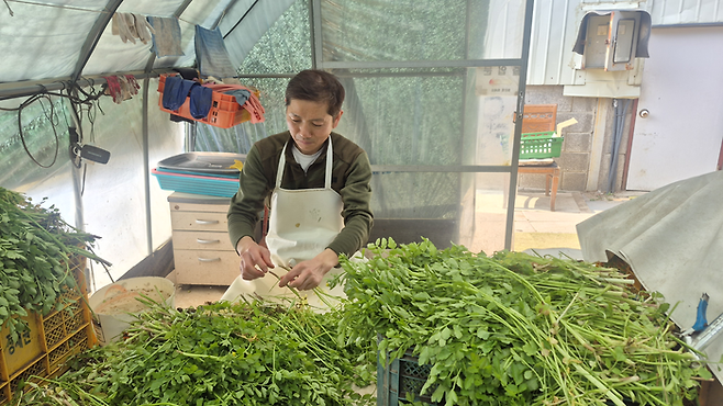 지난 11일 오후 대구 동구 미곡동 논골농원에서 최용희씨가 수확한 미나리를 선별하고 있다. 조윤화 기자