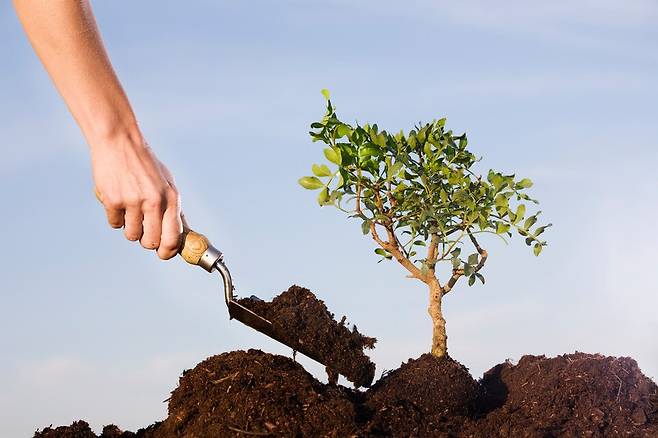 나무를 심는 등 탄소 제거 기술은 기후위기로 인한 피해를 줄일 수 있지만, '어떤 지역에, 어떻게 심느냐'에 따라 생태계에 영향을 줄 수 있다는 연구 결과가 나왔다. (사진 클립아트코리아)/뉴스펭귄