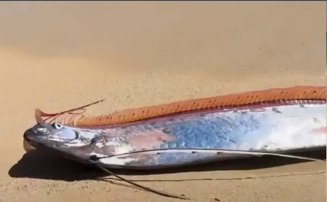 산갈치는 최대 길이 약 9m까지 자라는 대형 심해어로, 보통 수심 200~975m 깊은 바다에서 서식한다. 이 때문에 해안 가까이에서 발견되는 사례는 매우 드문 것으로 알려져 있다. 뉴욕포스트