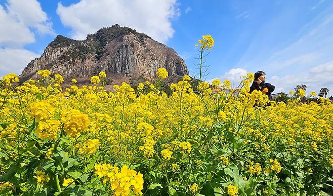 지난 8일 제주 서귀포시 안덕면 산방산 인근에 봄의 전령 유채꽃이 활짝 펴 상춘객들의 시선을 사로 잡고 있다. /뉴시스