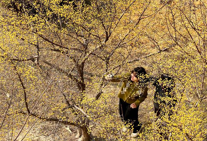 11일 대전 유성구 카이스트(KAIST) 교정을 찾은 시민들이 노랗게 만개한 산수유 나무 아래에서 사진을 찍으며 성큼 다가온 봄기운을 만끽하고 있다. /신현종 기자