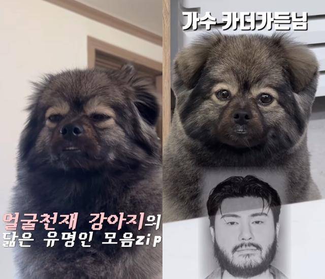 뽀숑이가 닮은 유명인1. 카더가든 보호자 제공