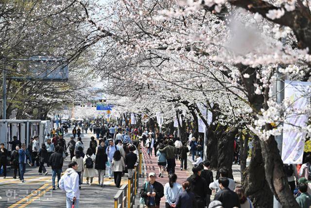 벚꽃이 만개한 지난해 4월 8일 서울 여의도 윤중로에서 열린 2025 여의도 벚꽃축제를 찾은 시민들이 꽃놀이를 하고 있다. 정다빈 기자