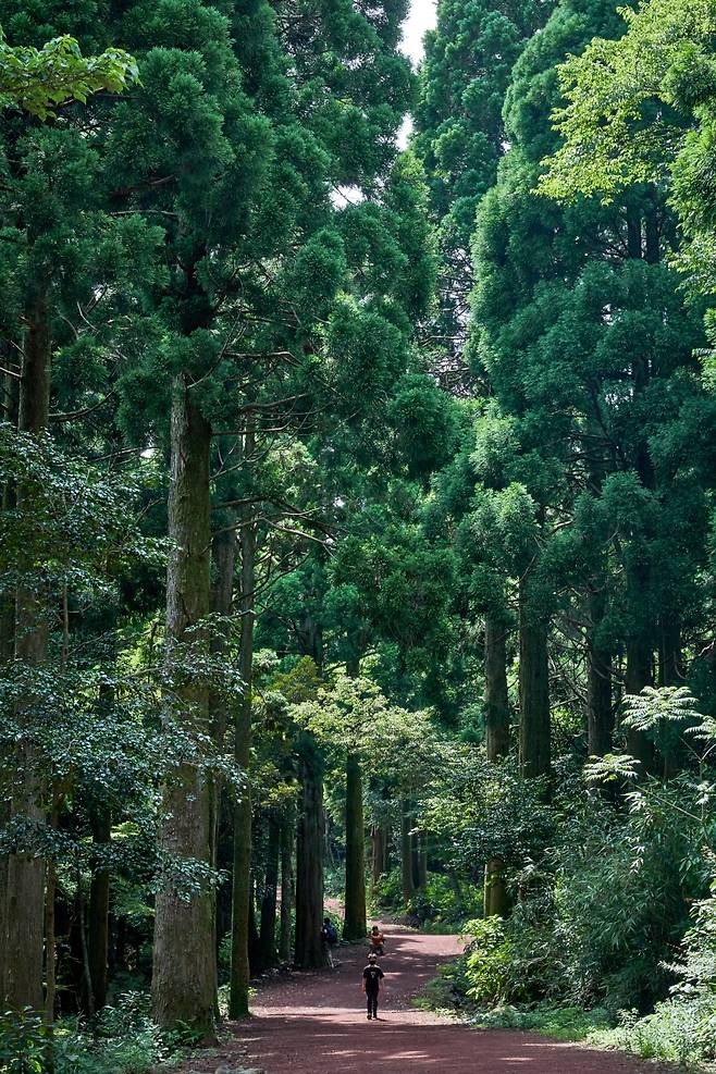 치유의 숲. (제주관광공사 제공)