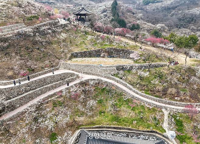 전남 광양시 다압면 매화마을에 12일 매화가 피어 있다. 2026.3.12 광양|한수빈 기자